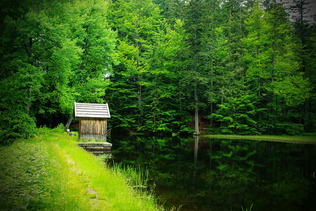 forest pond mirroring free photo