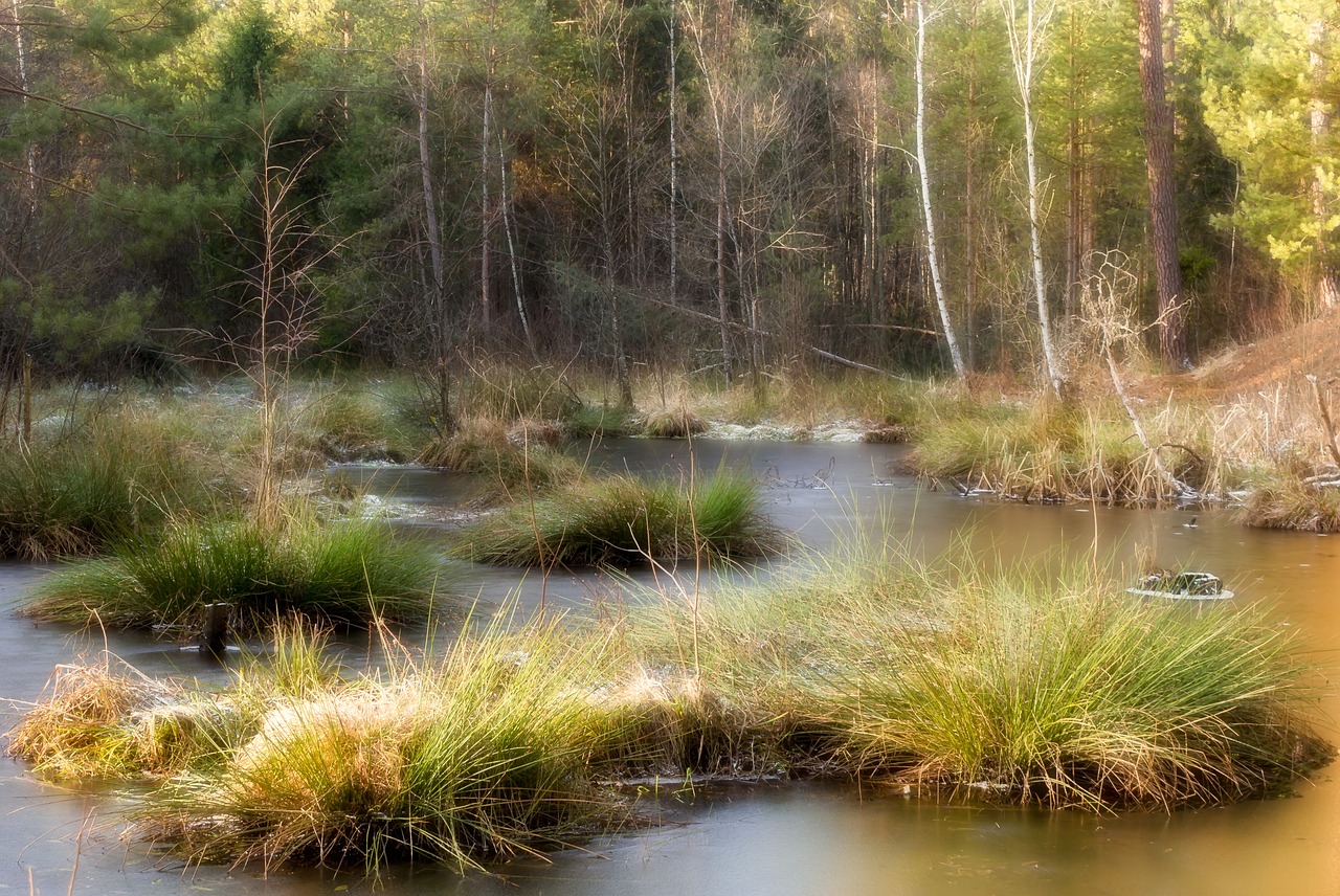 forest river pool free photo