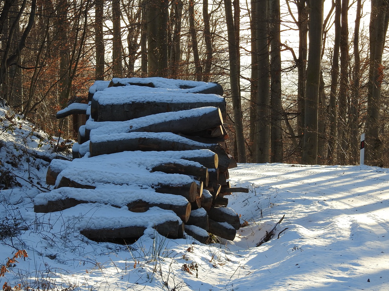 forest snow winter free photo