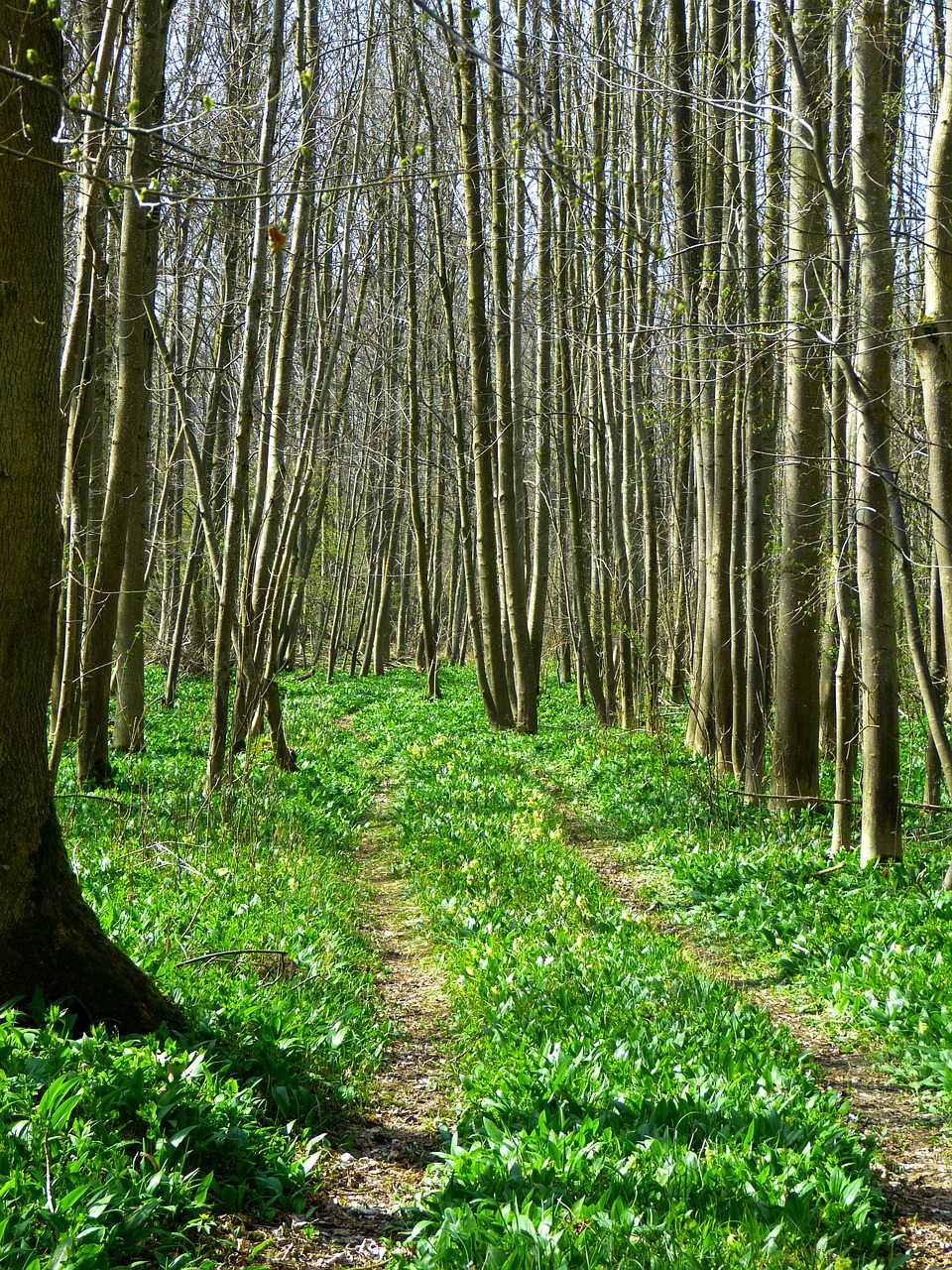 forest forest path bear's garlic free photo