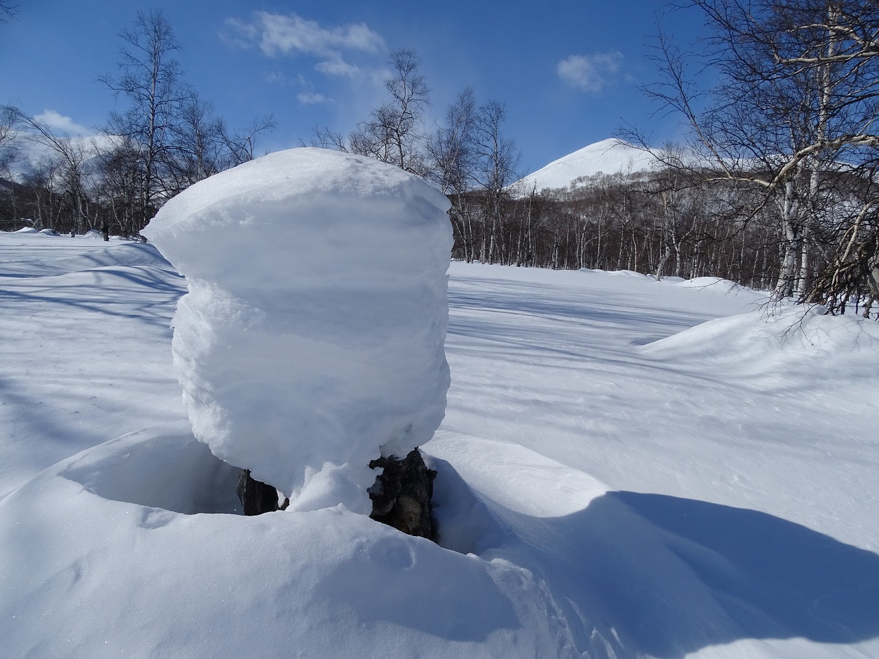 forest mountains winter free photo