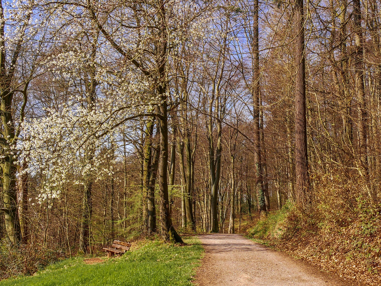 forest trees free pictures free photo