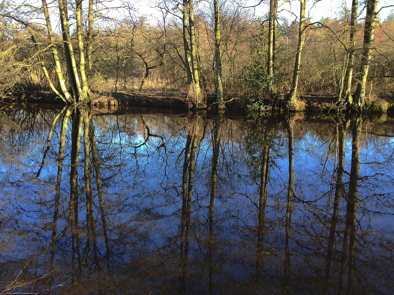 forest mirroring river free photo