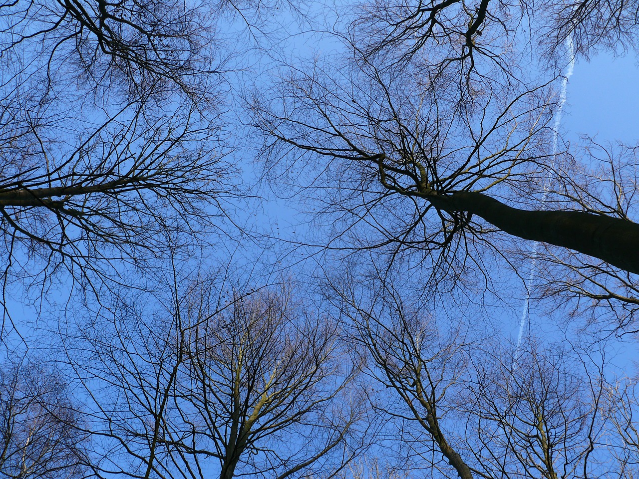 forest trees sky free photo