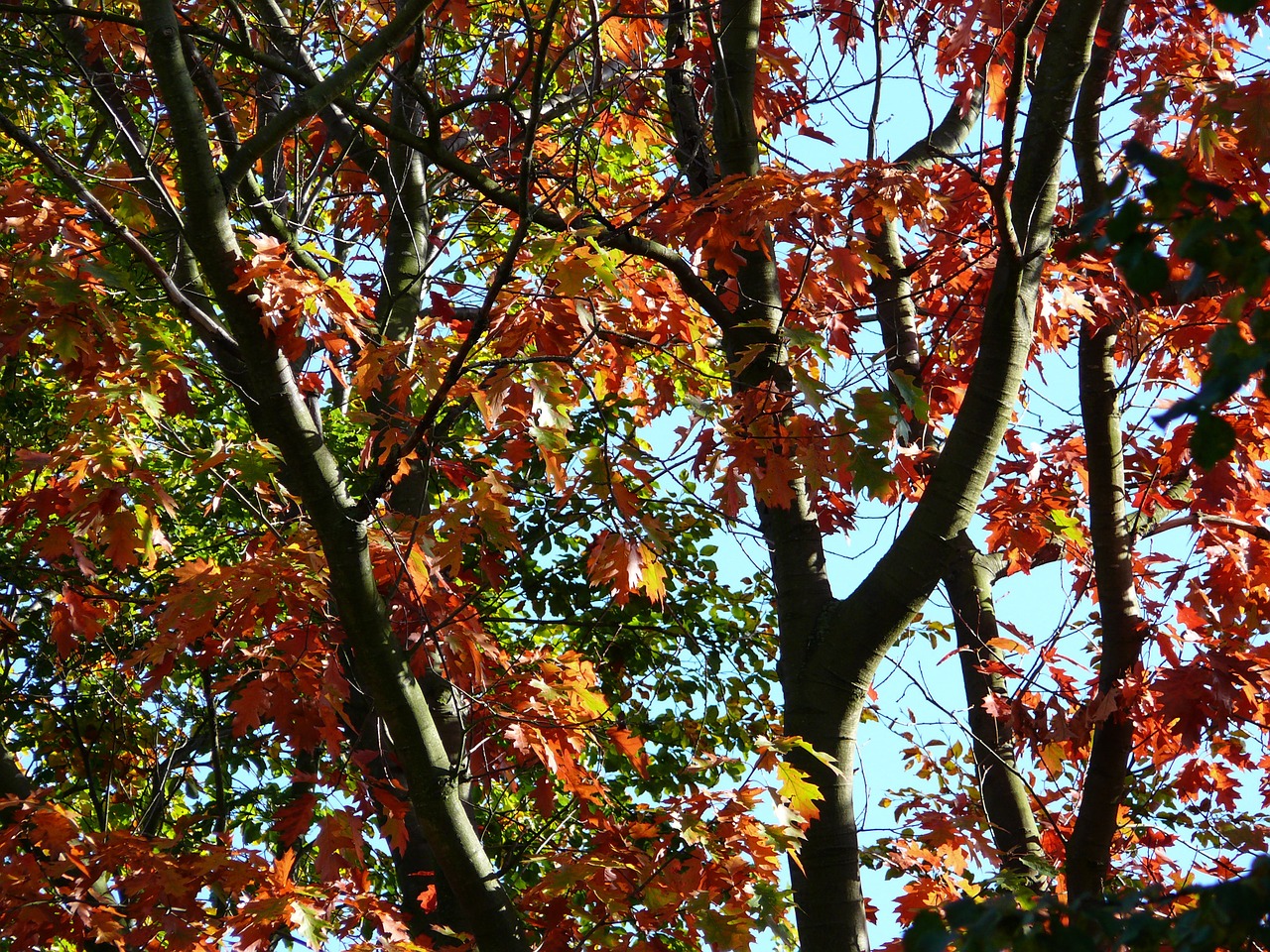 forest autumn trees free photo