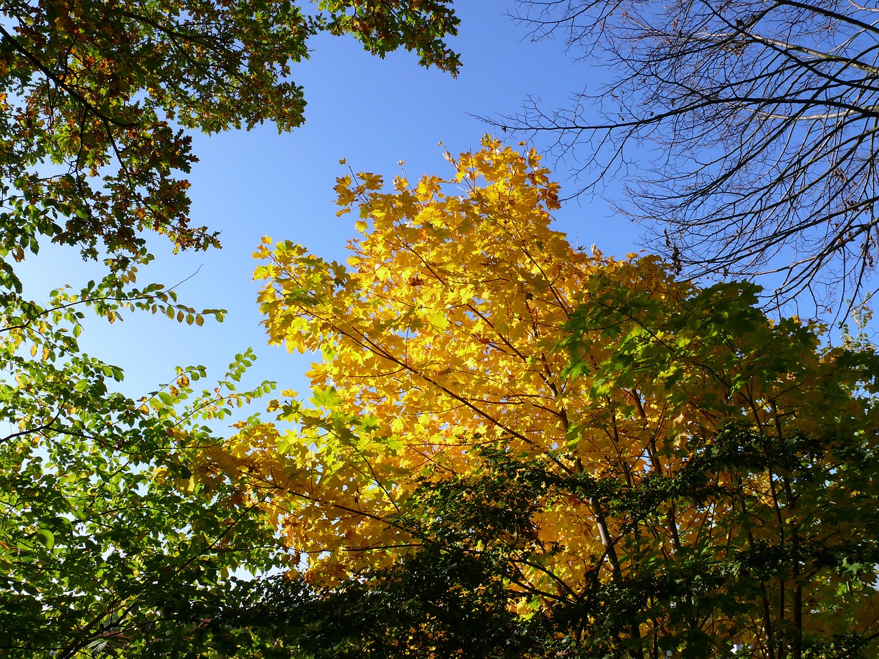 forest autumn trees free photo