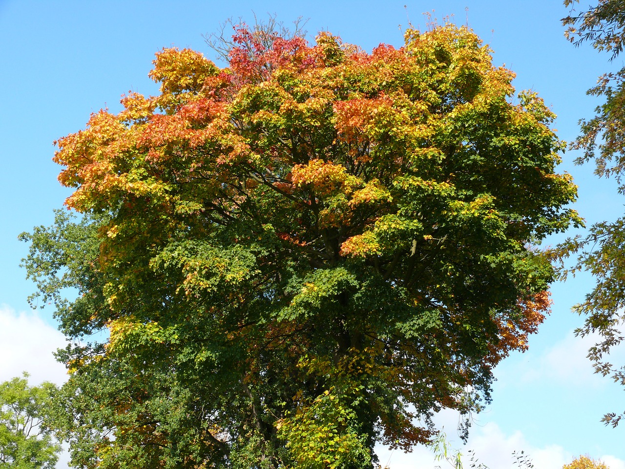 forest autumn trees free photo