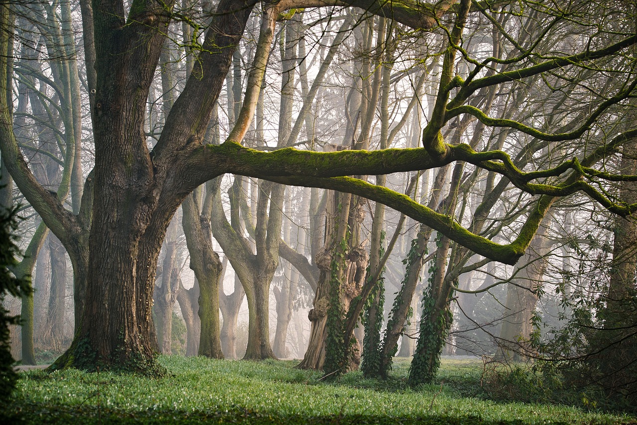 forest fog morning free photo