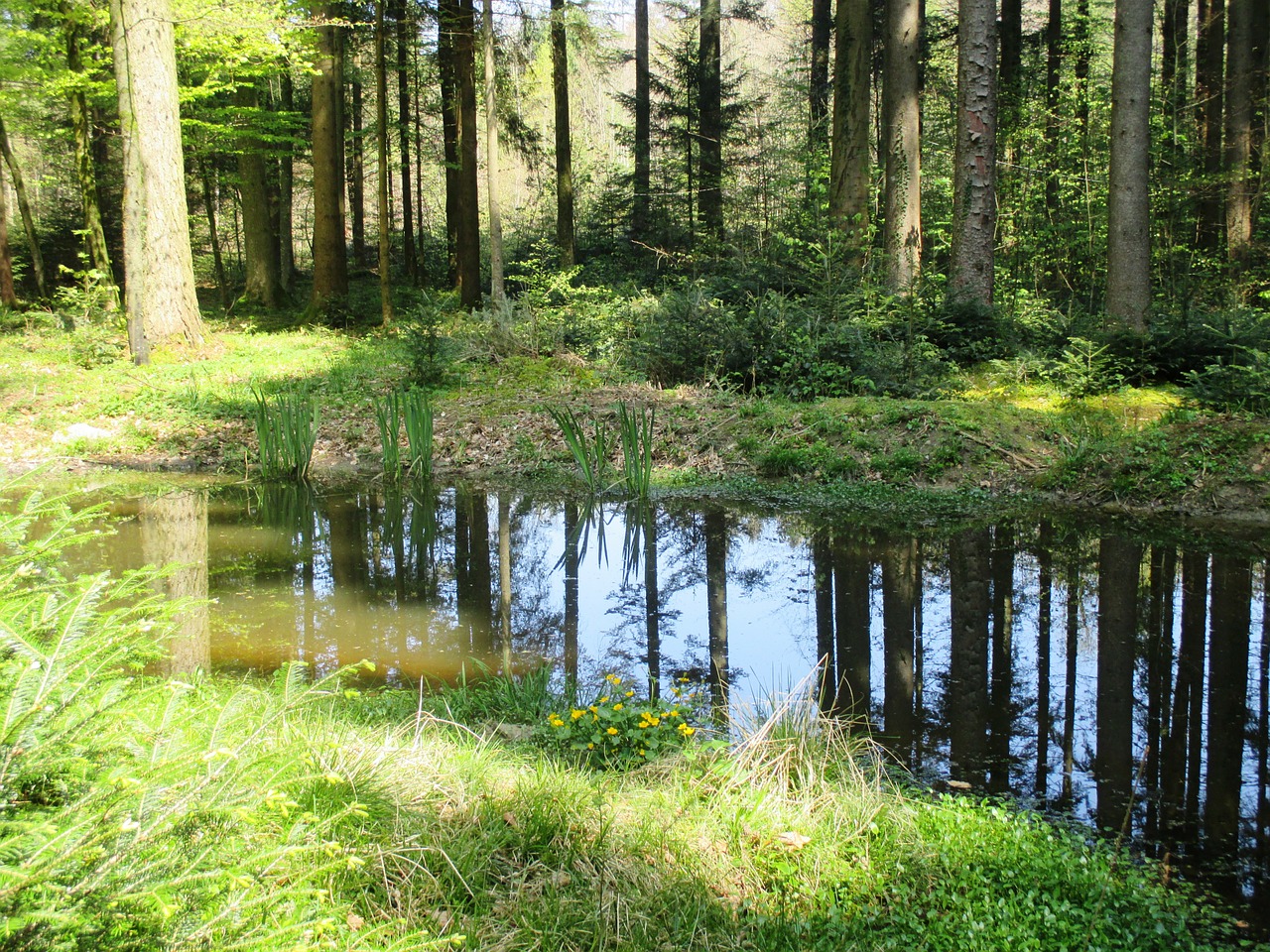 forest pond trees free photo