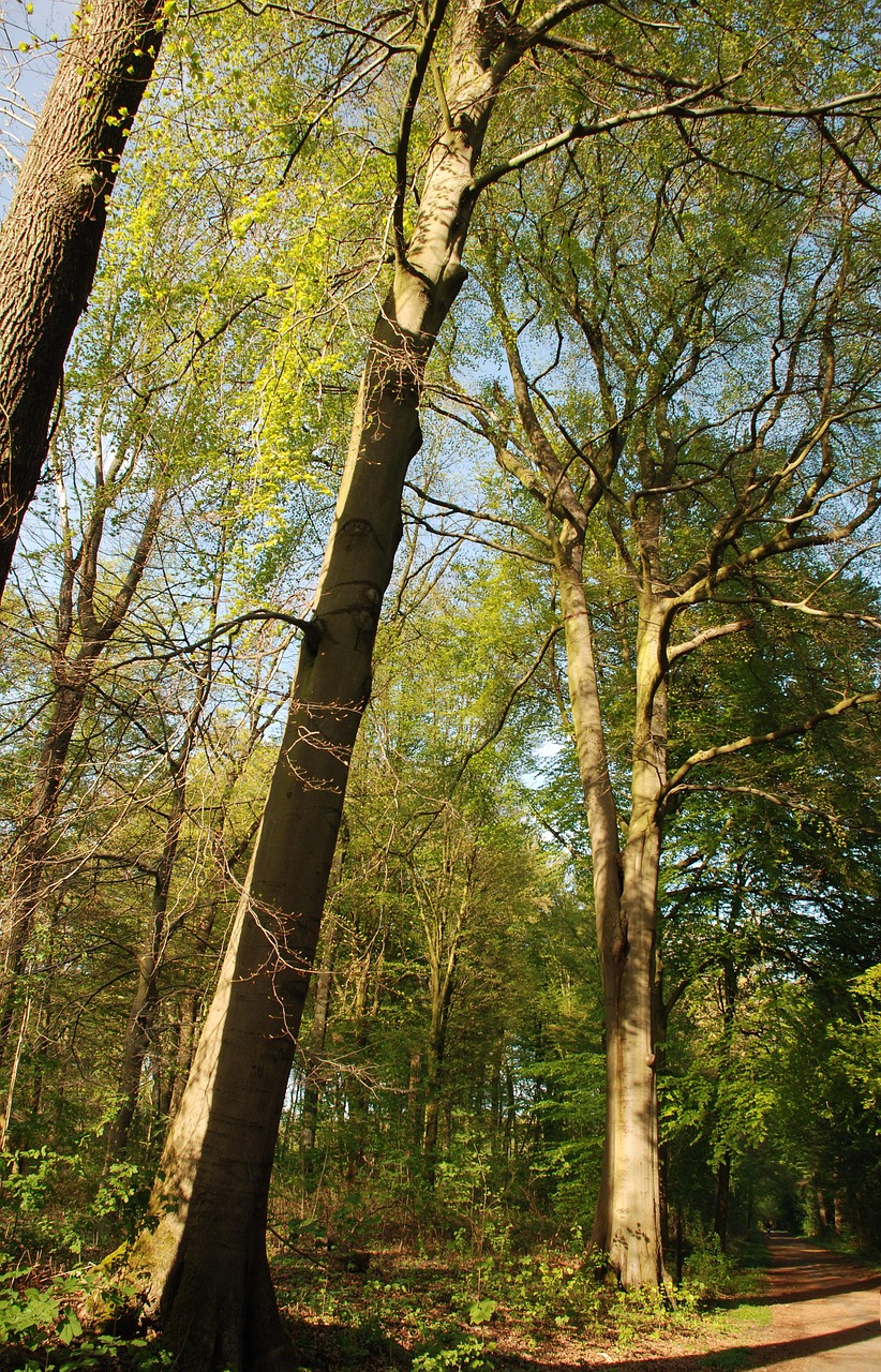 forest  light  tree free photo