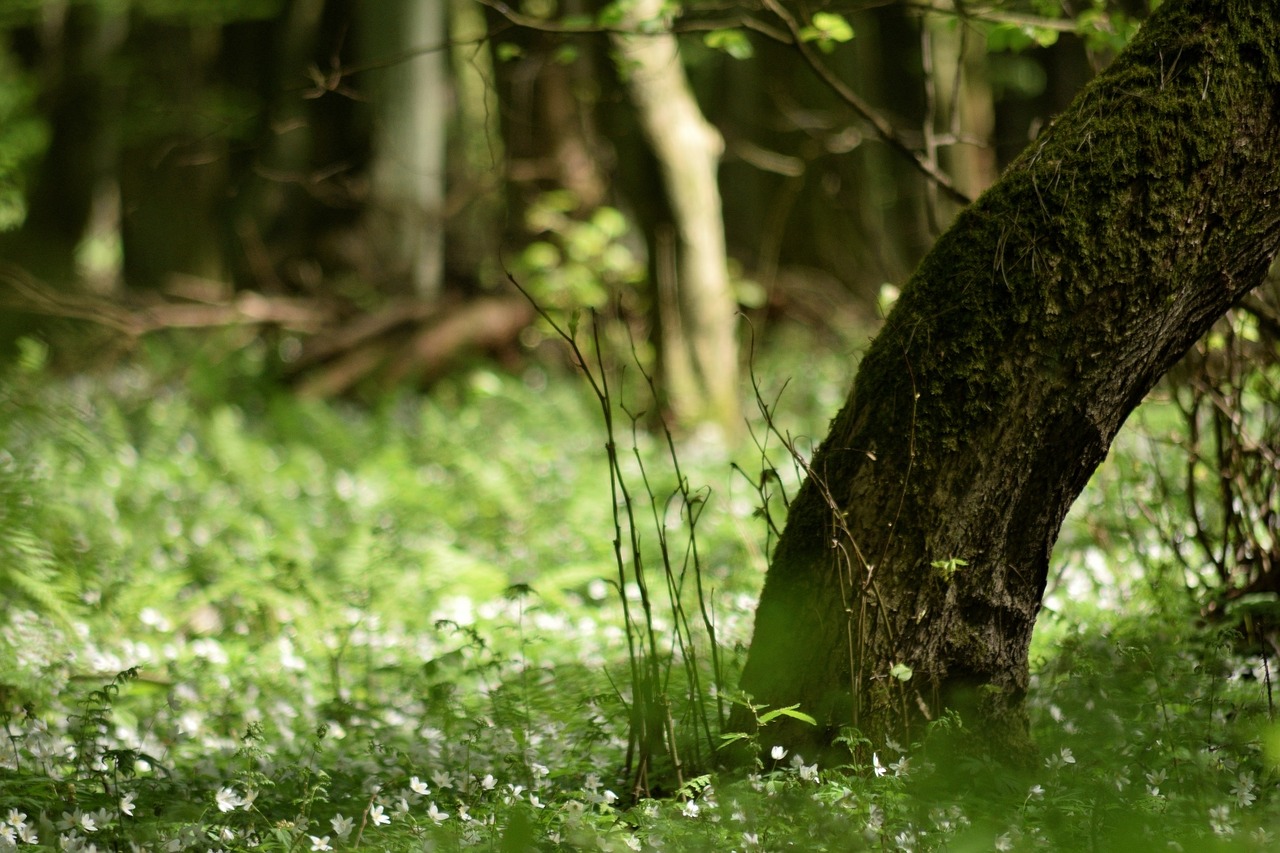 forest  spring  flowers free photo