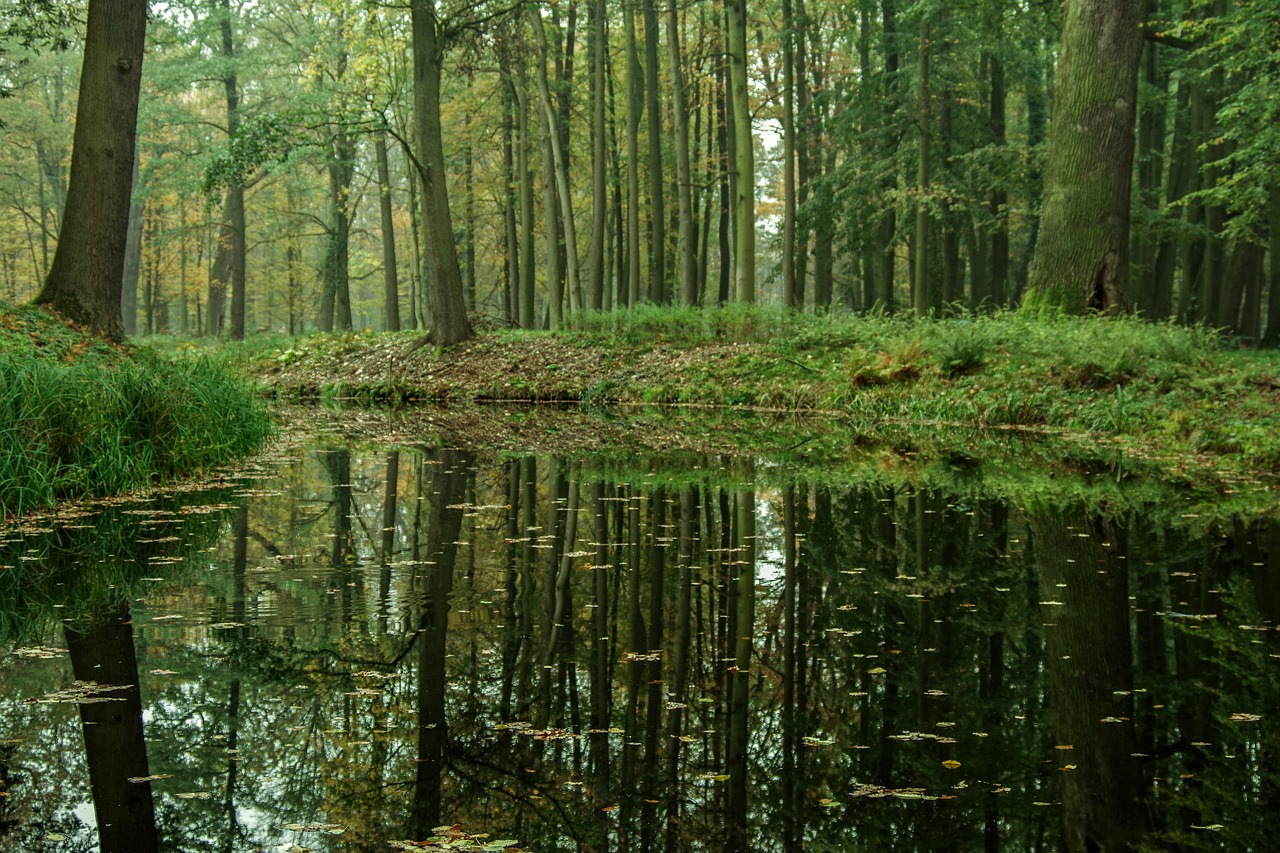 forest  river  channel free photo