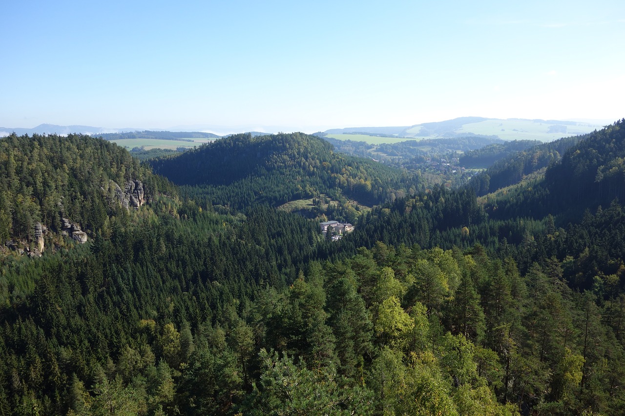 forest  trees  landscape free photo