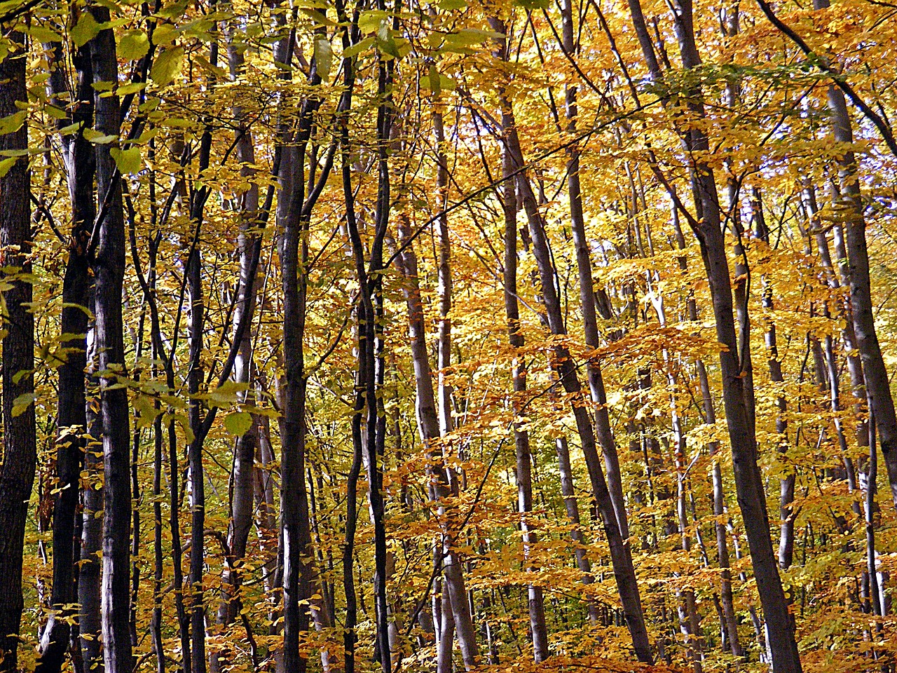 forest trees nature free photo