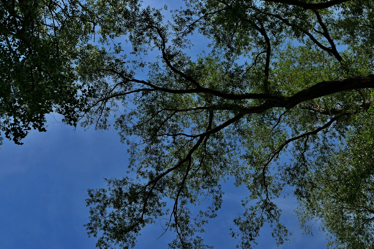 forest  trees  branches free photo