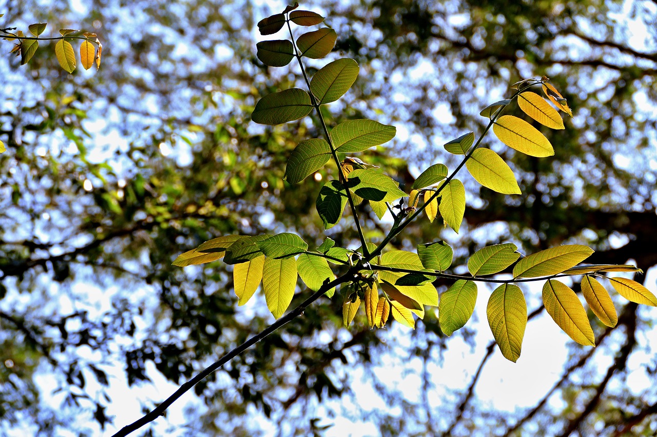 forest  a branch  foliage free photo