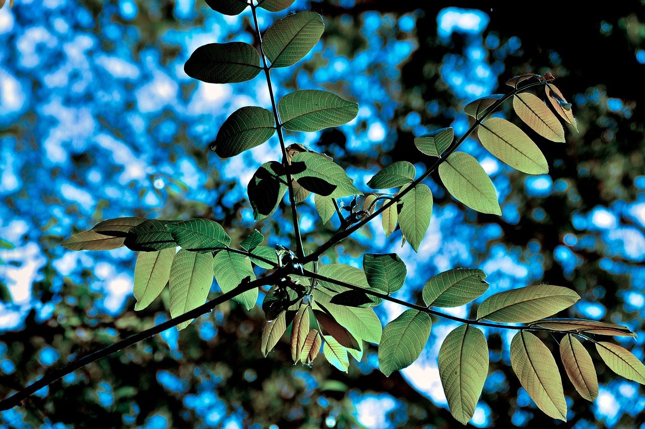 forest  a branch  foliage free photo