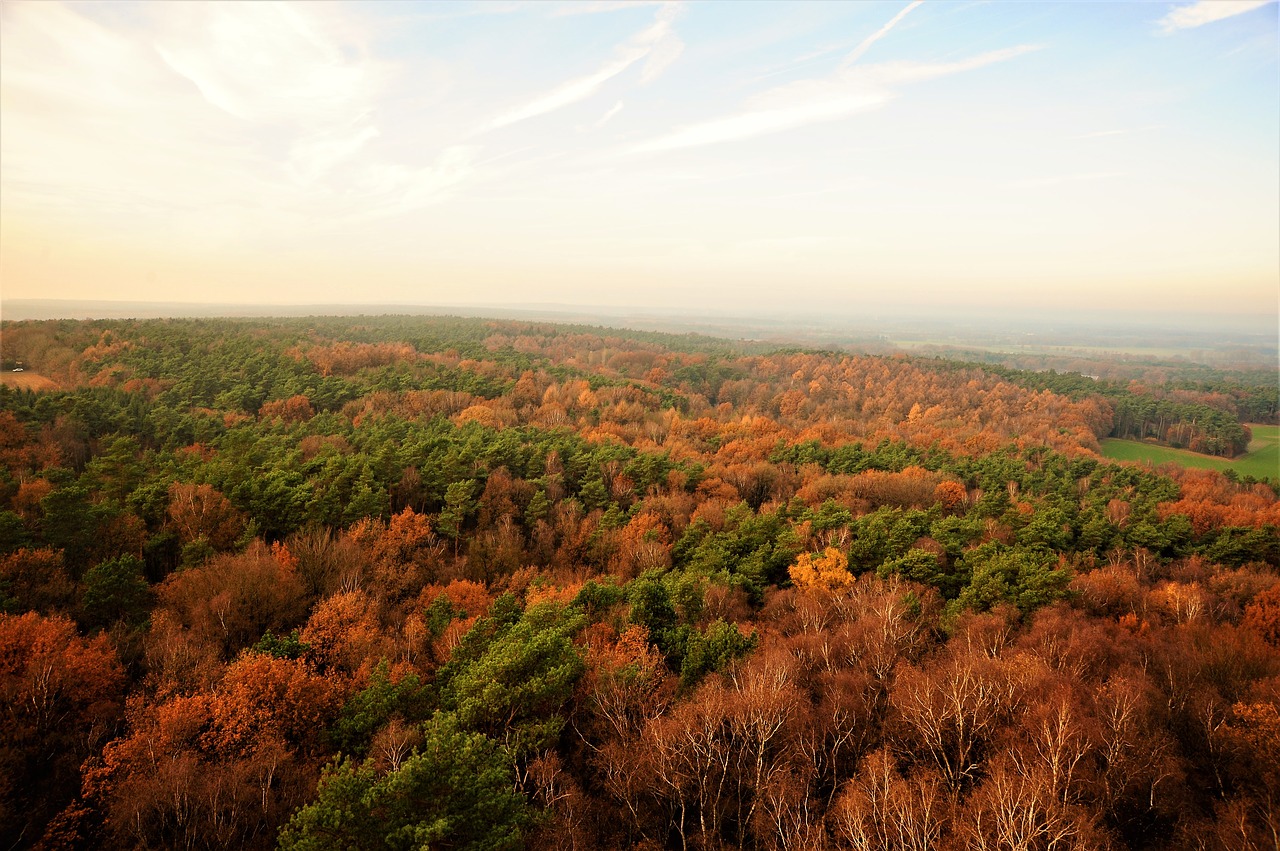 forest  view  nature free photo