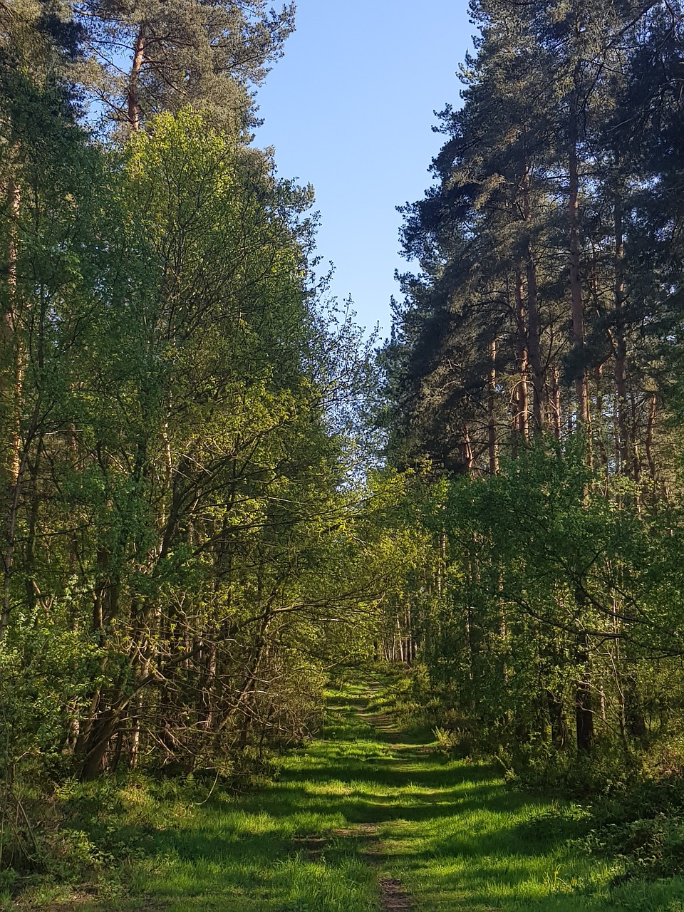 forest  trees  green free photo