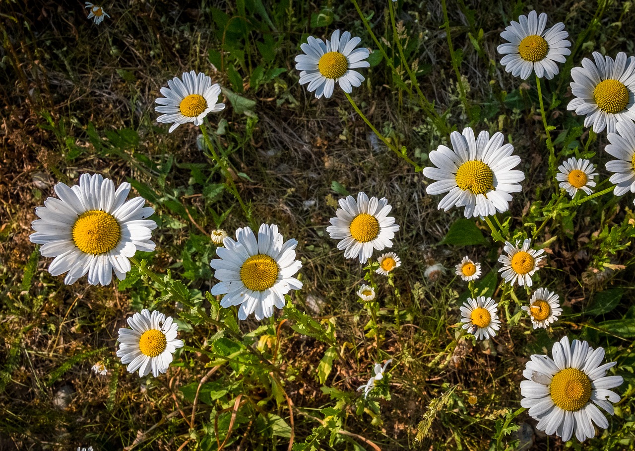 forest  meadow  marguerite free photo