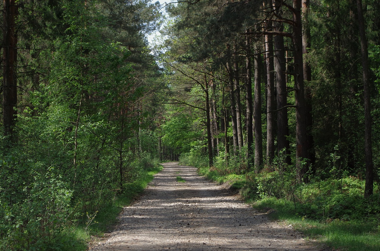 forest  tree free pictures free photo