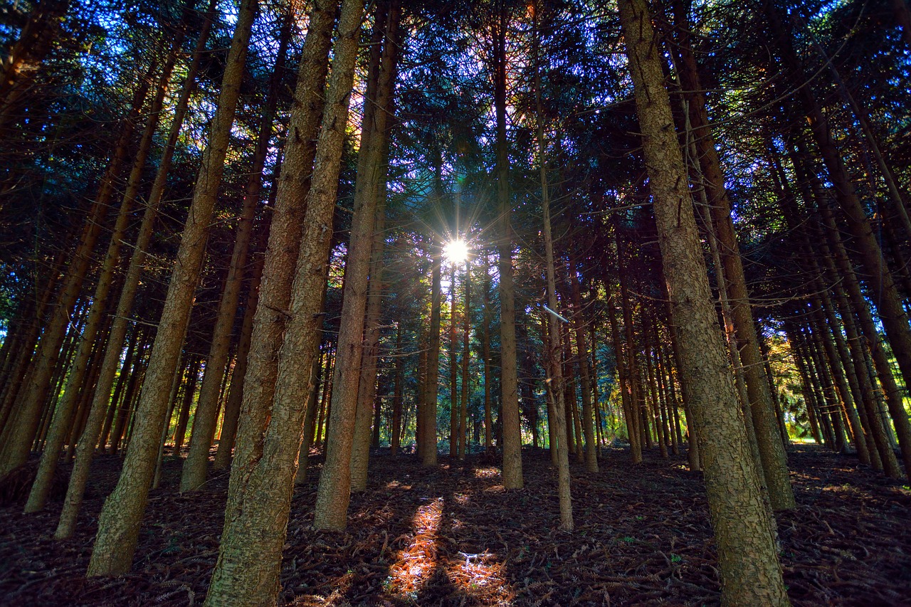 forest  sun  rays free photo