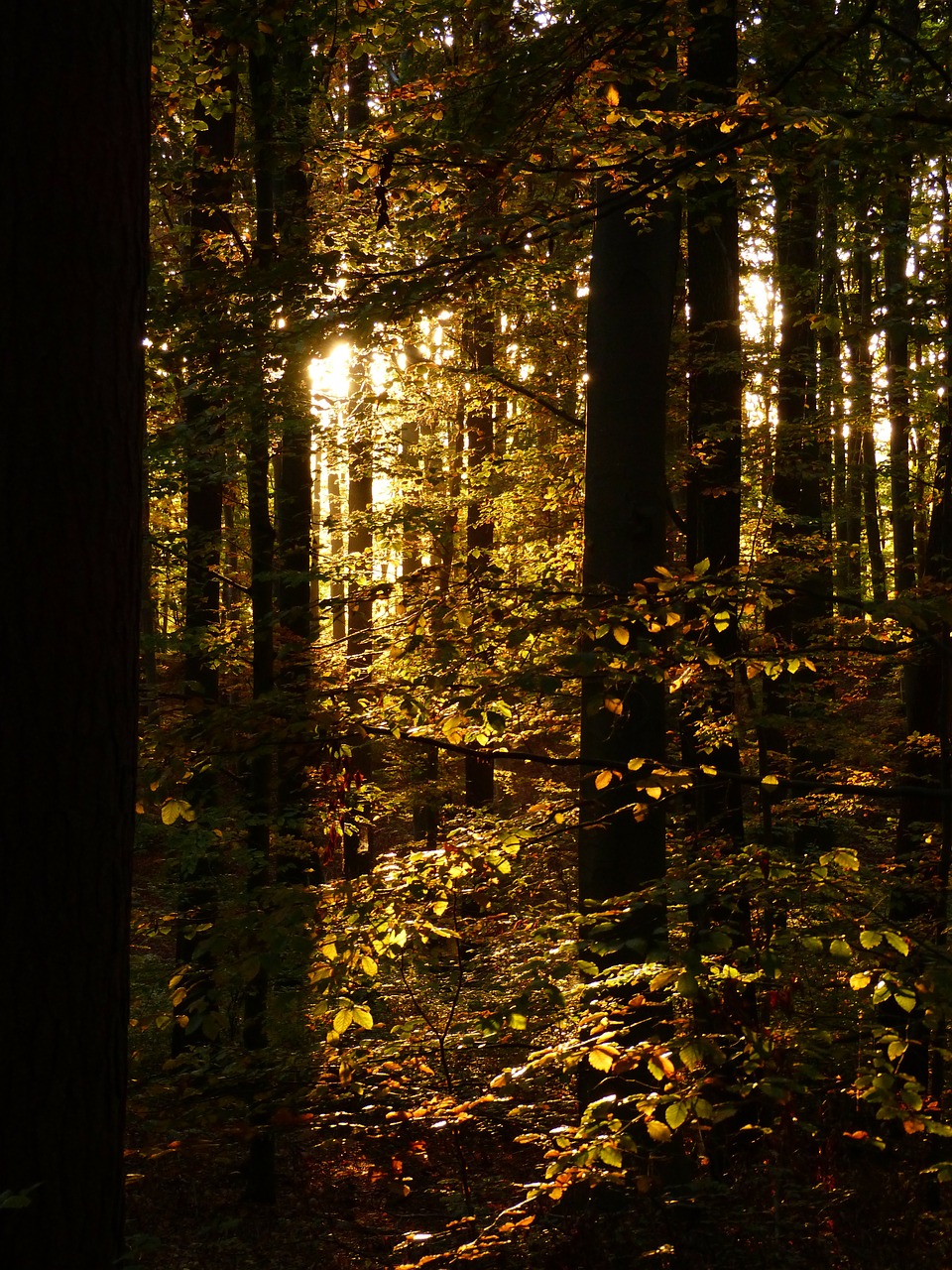 forest trees autumn forest free photo