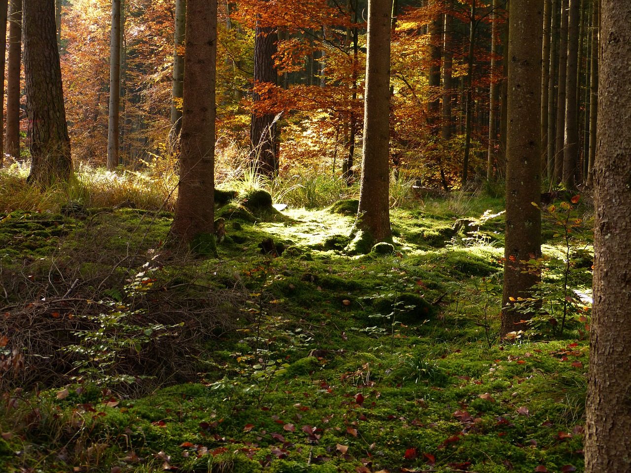 forest autumn golden autumn free photo