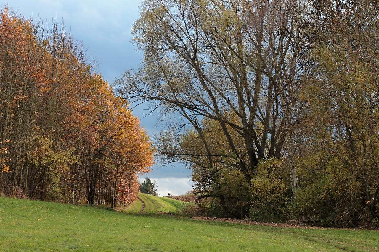 forest autumn away free photo