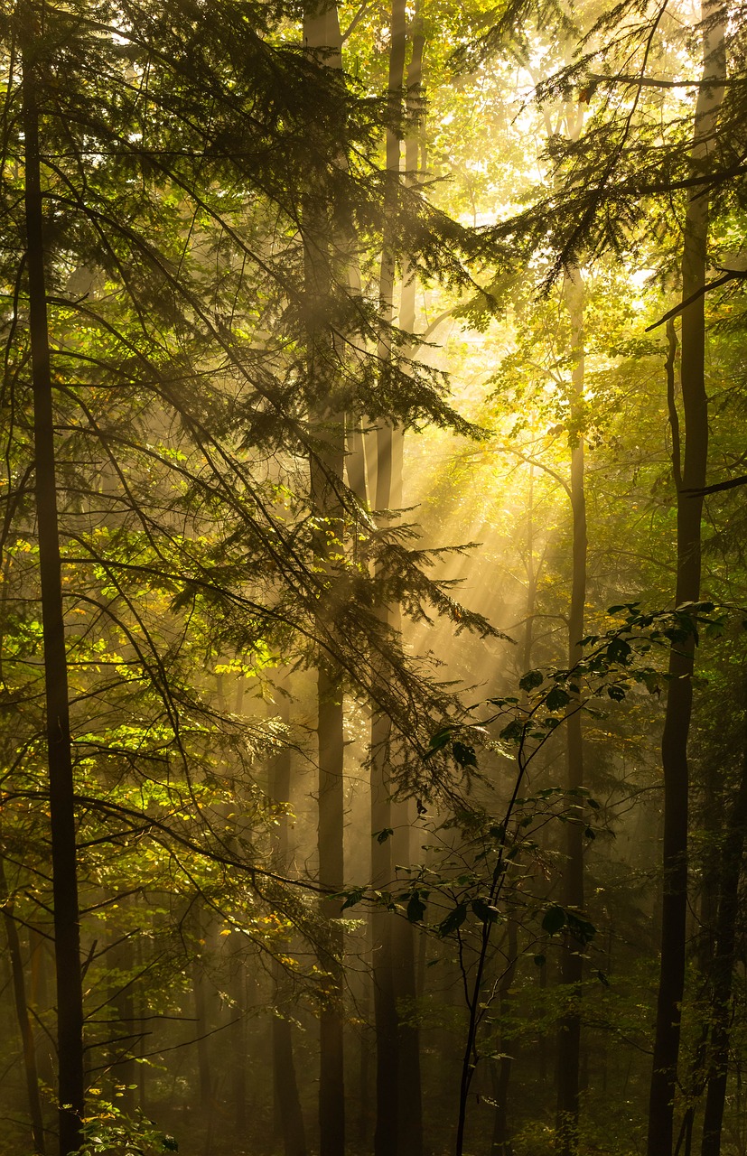 forest  the rays  morning sun free photo