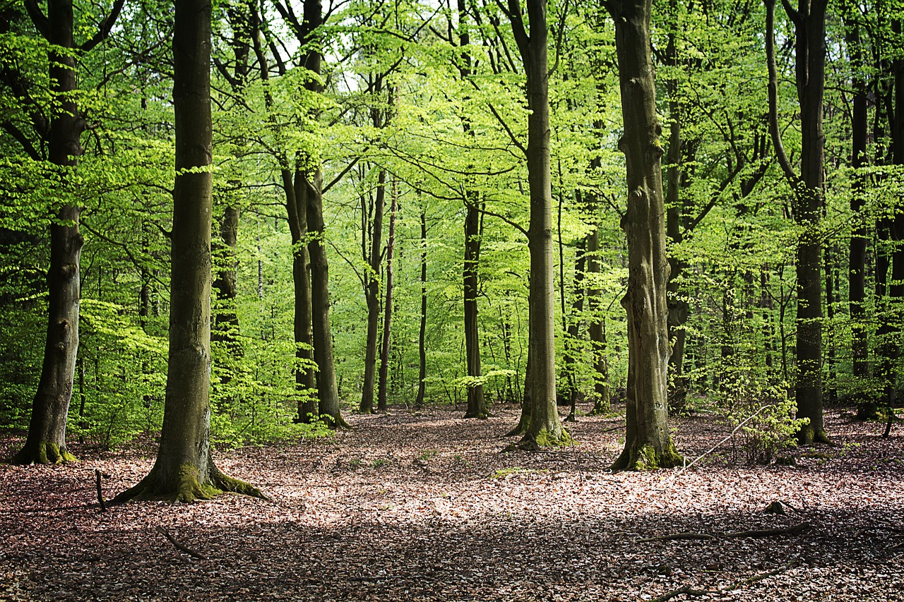 forest  beeches  spring free photo