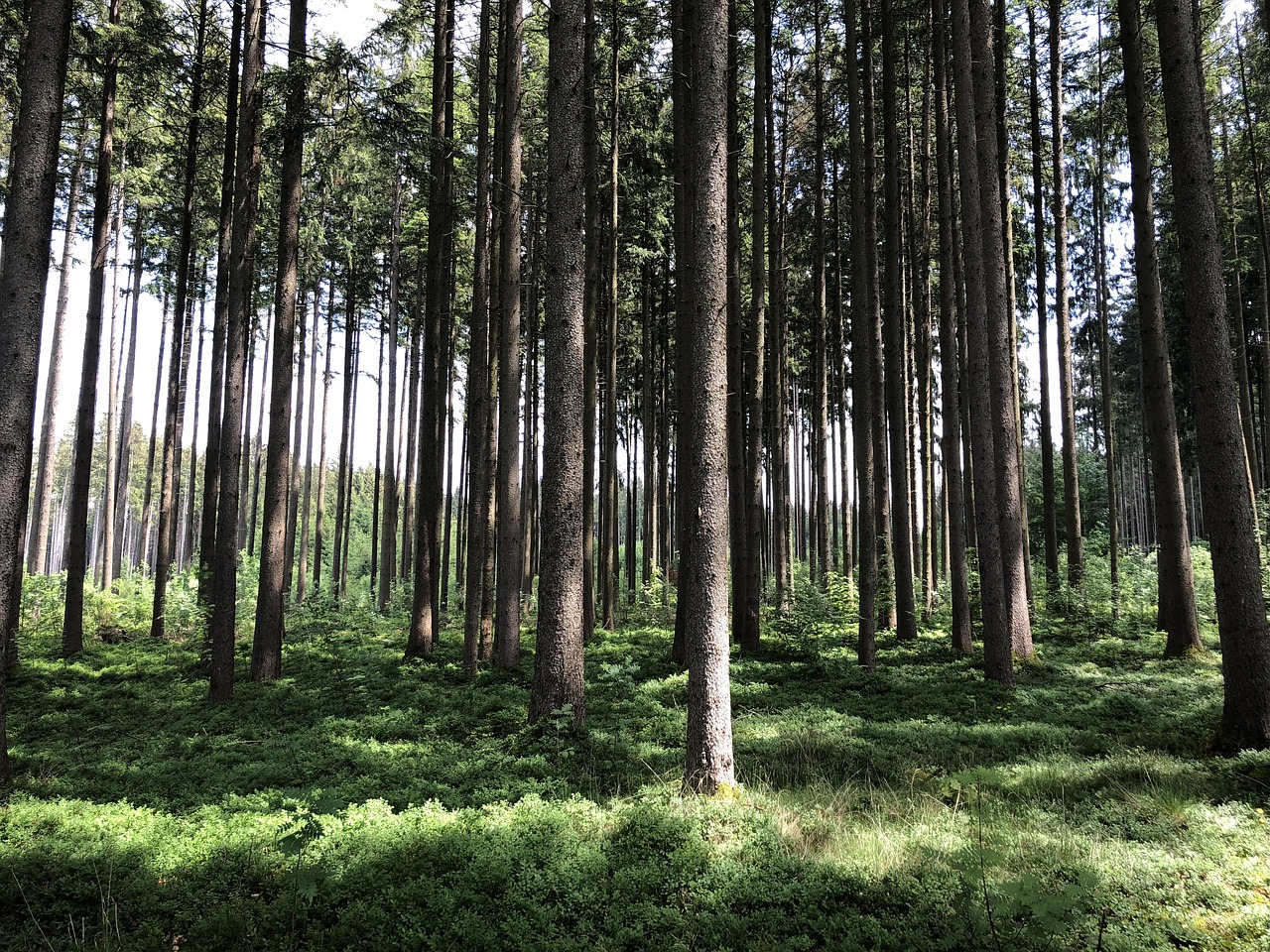 forest  nature tree  landscape free photo