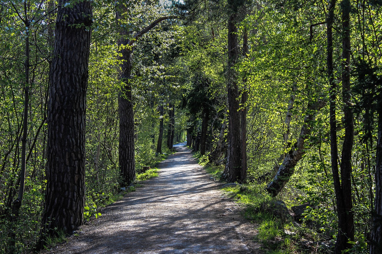 forest  sidewalk  green free photo