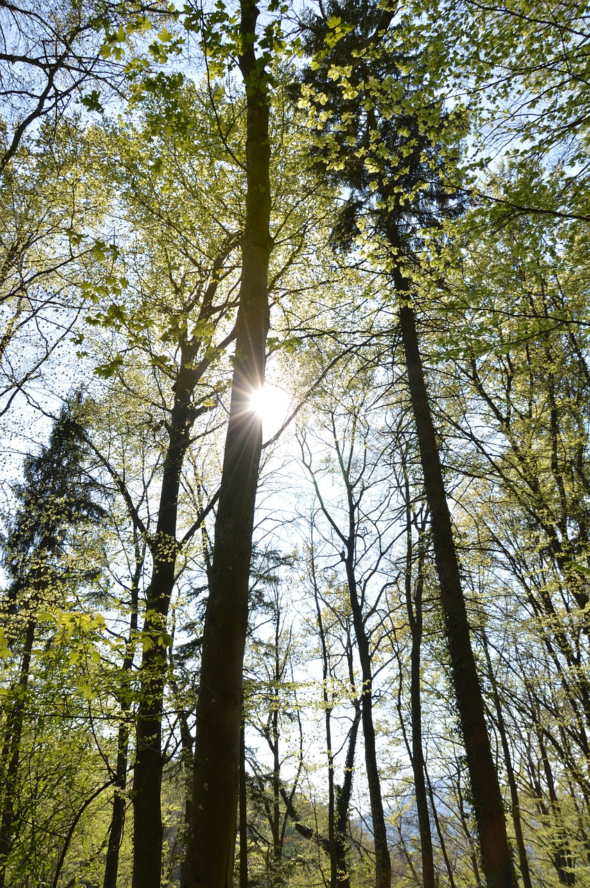 forest sun trees free photo