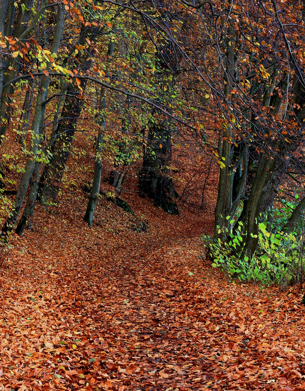 forest  autumn  foliage free photo