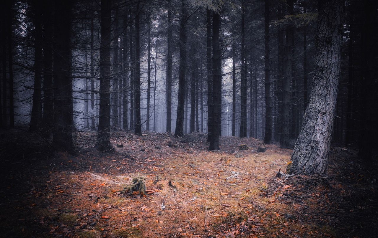 forest  mystery  mood free photo