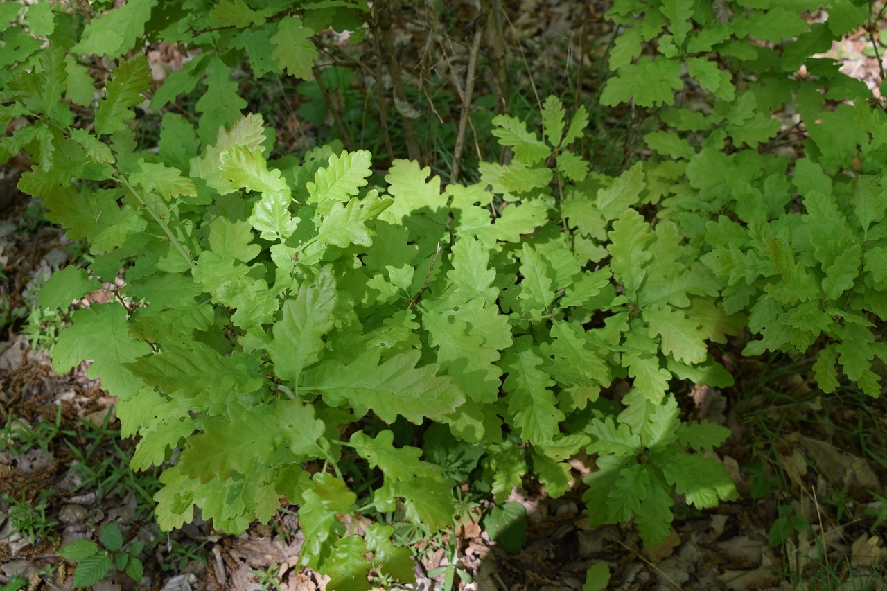 forest  green  nature free photo