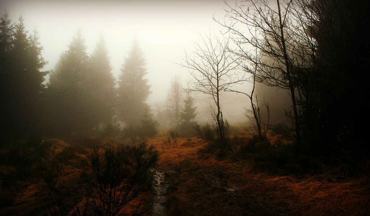 forest  fog  the way of nature free photo