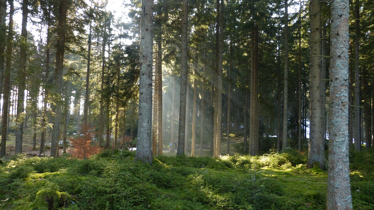 forest nature fog free photo