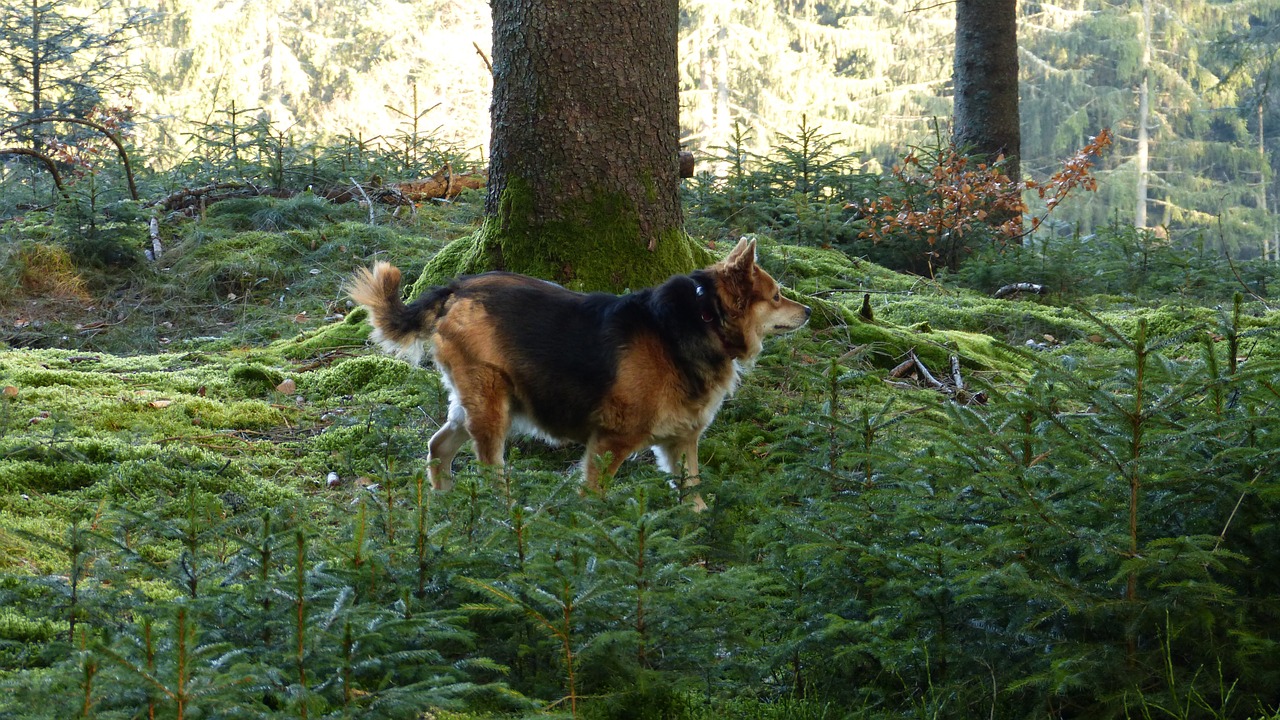 forest dog nature free photo