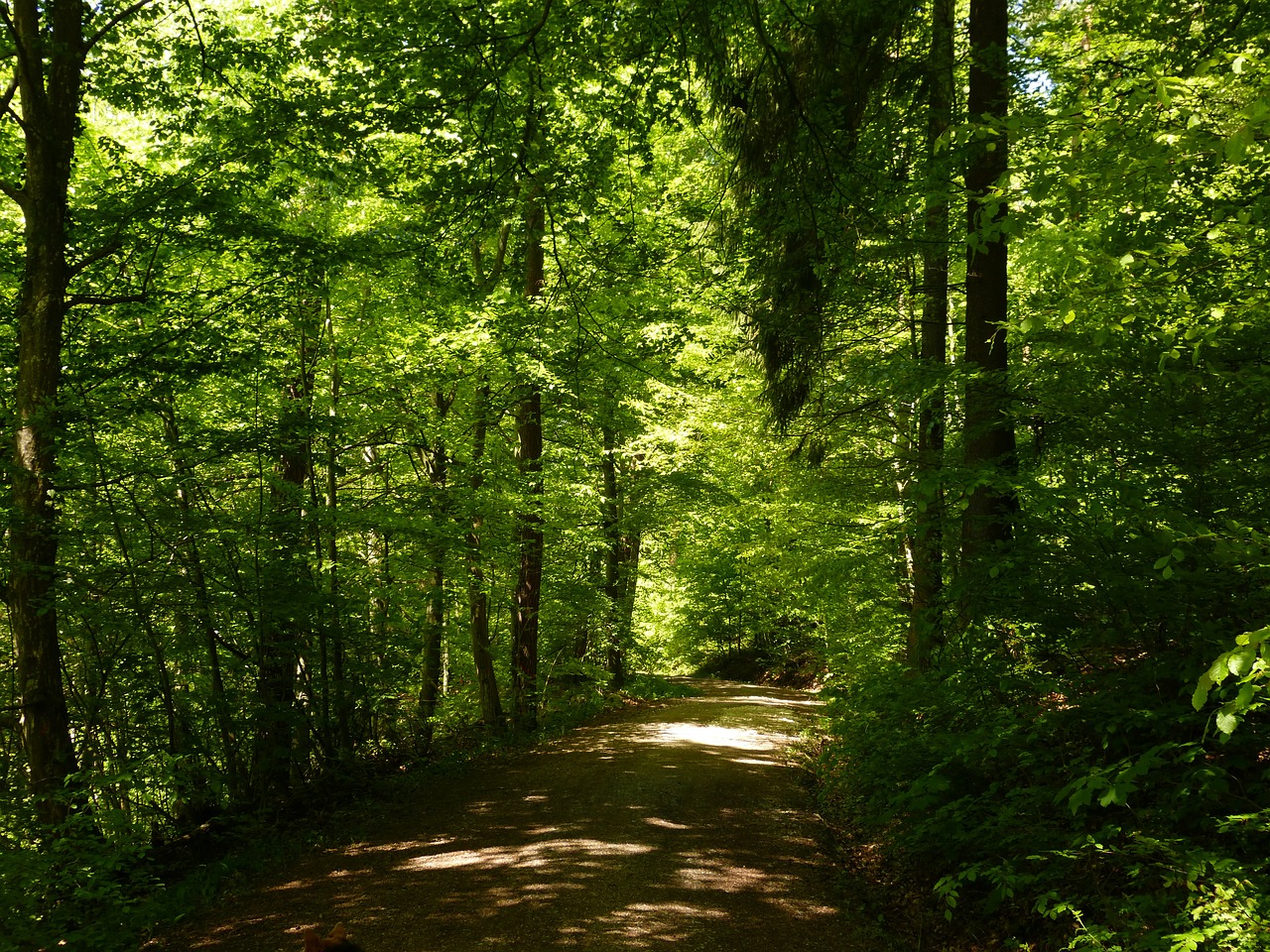 forest forest path nature free photo