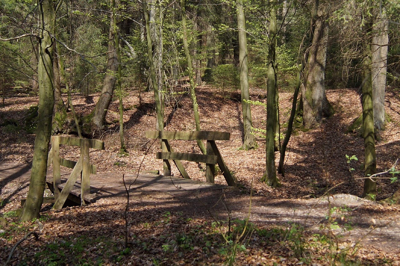 forest  bridge  nature free photo