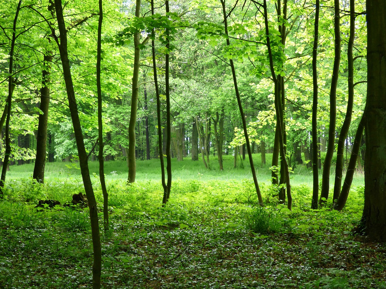 forest view green free photo