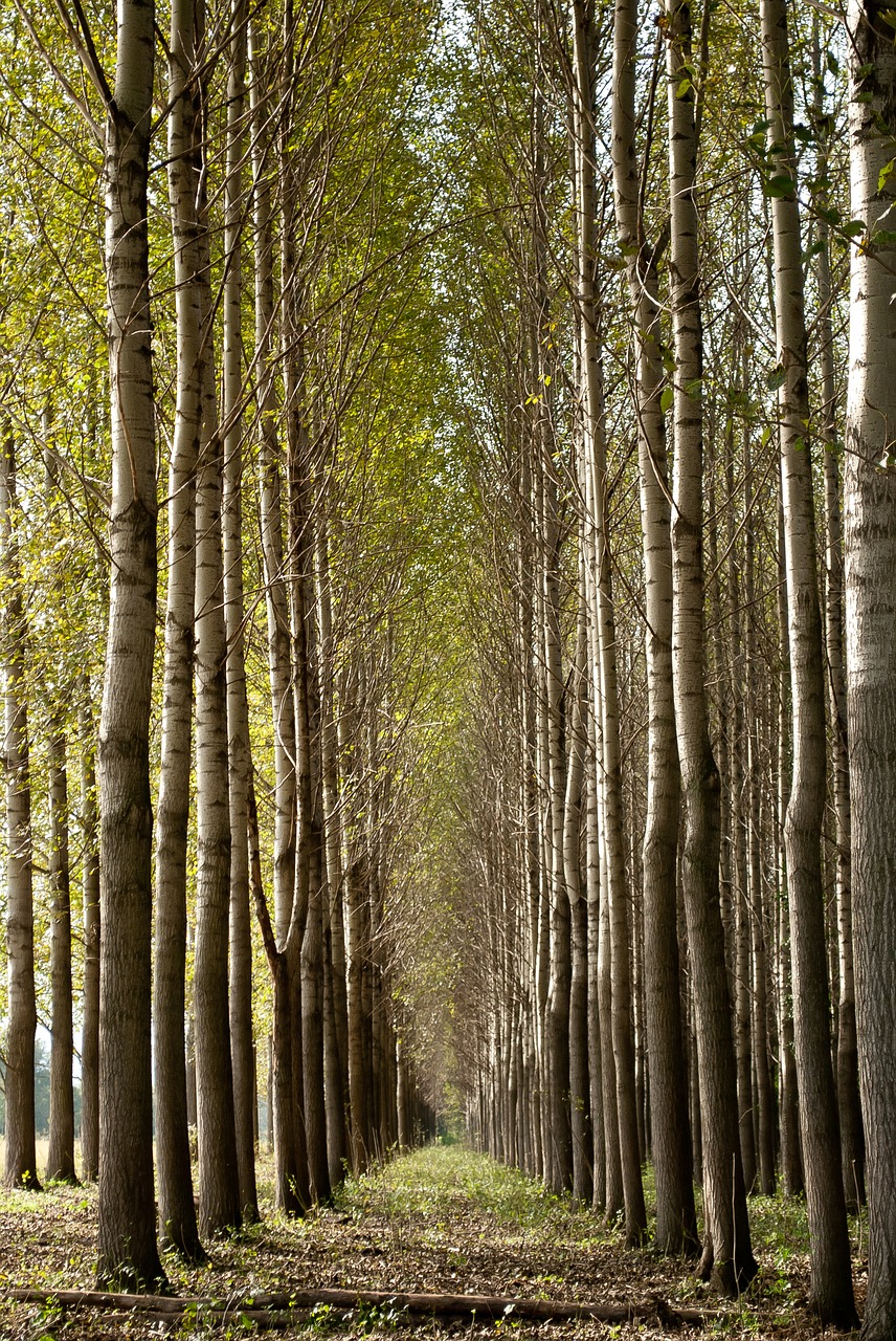 forest  trees  plants free photo