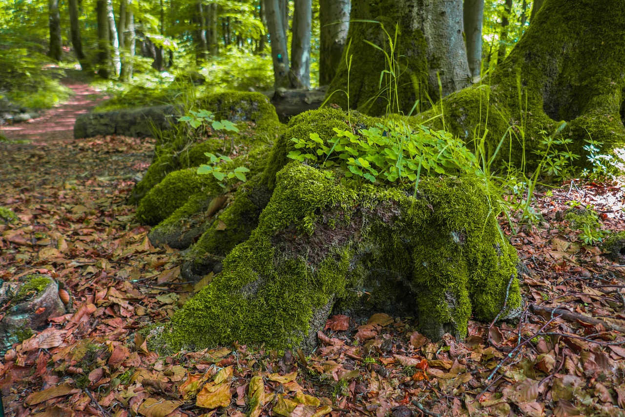 forest  tree trunks  moss free photo