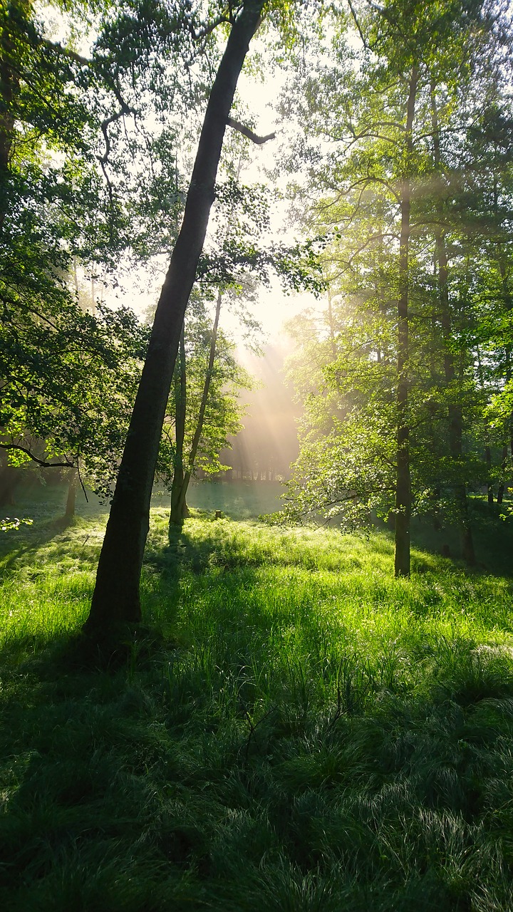 forest  morning  light free photo
