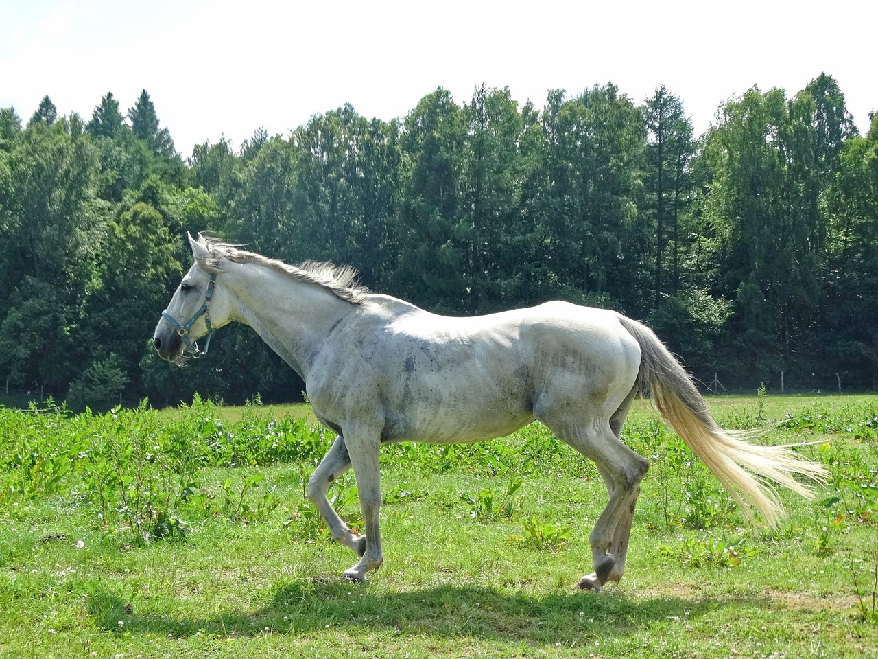 forest  the horse  white horse free photo