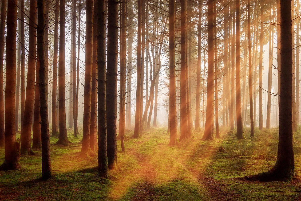 forest  trees  sunbeam free photo