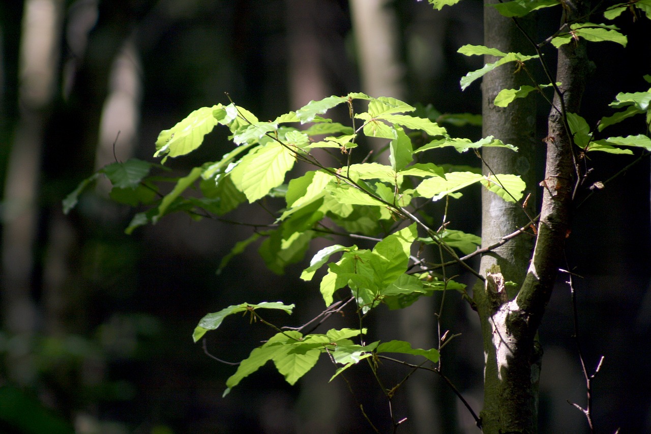 forest  light  tree free photo