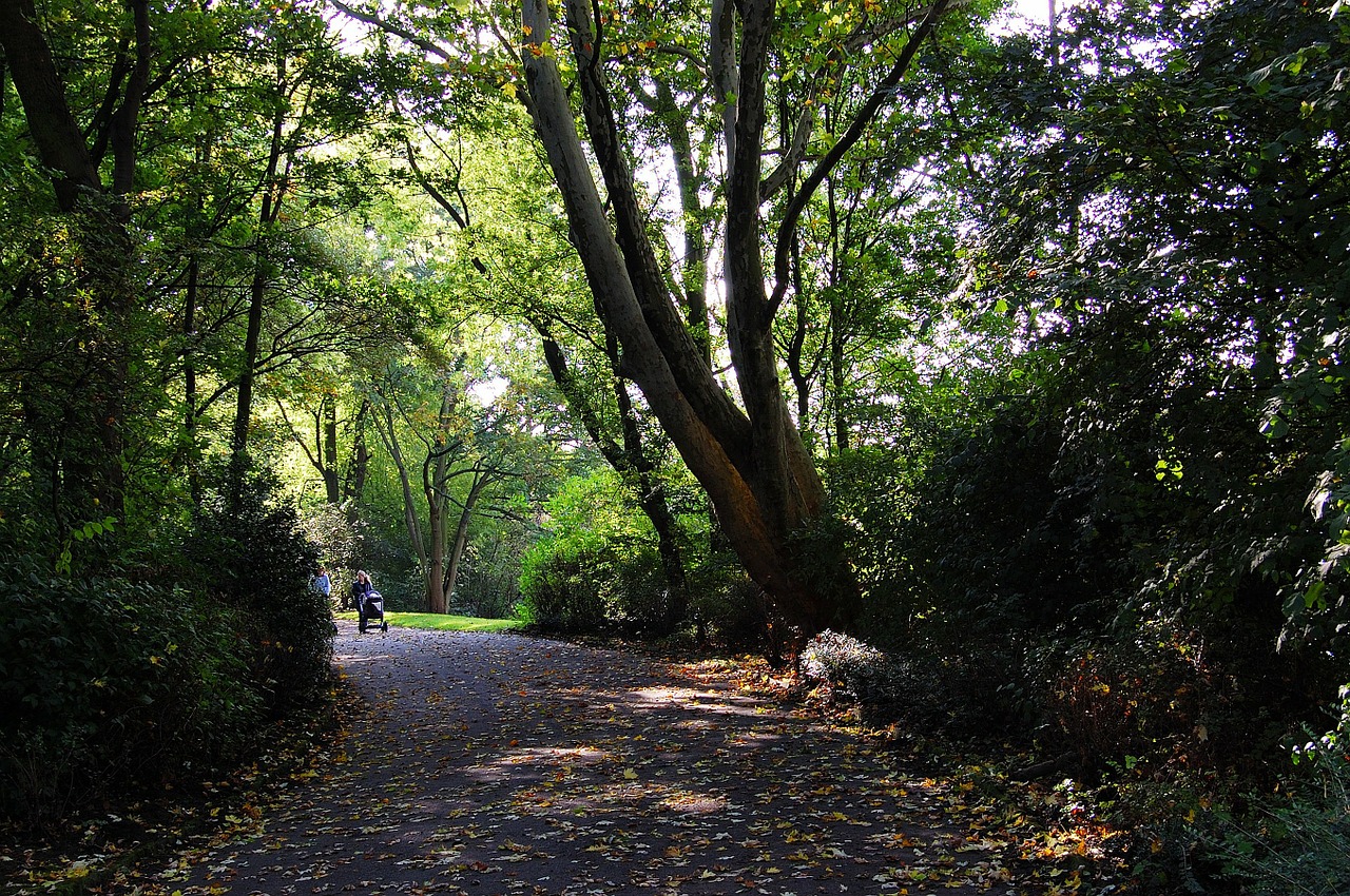 forest autumn away free photo